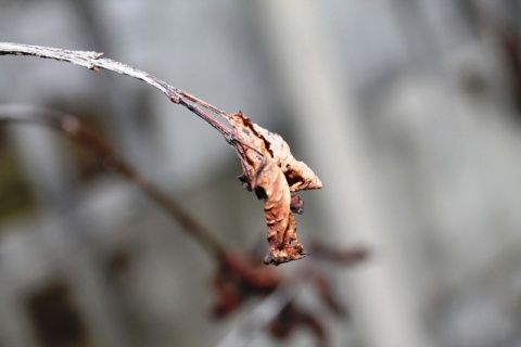 Kliknij na zdjęcie, żeby zobaczyć w pełnych wymiarach