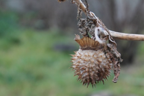 Kliknij na zdjęcie, żeby zobaczyć w pełnych wymiarach
