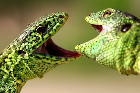 Kliknij na zdjęcie, żeby zobaczyć w pełnych wymiarach