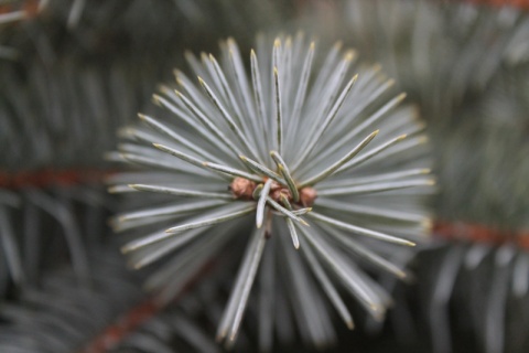 Kliknij na zdjęcie, żeby zobaczyć w pełnych wymiarach