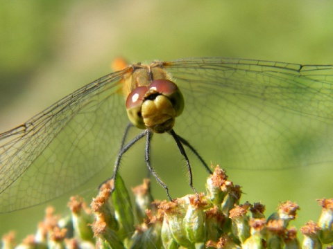 Kliknij na zdjęcie, żeby zobaczyć w pełnych wymiarach