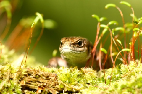 Kliknij na zdjęcie, żeby zobaczyć w pełnych wymiarach