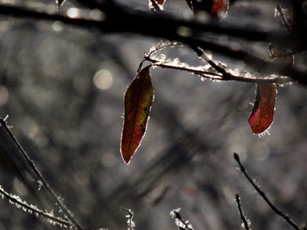 Kliknij na zdjęcie, żeby zobaczyć w pełnych wymiarach