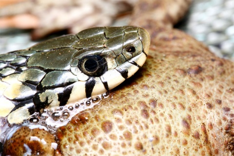 Kliknij na zdjęcie, żeby zobaczyć w pełnych wymiarach