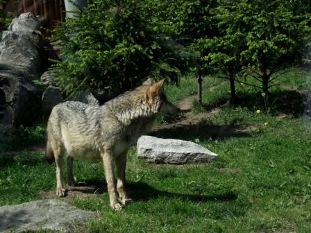 Kliknij na zdjęcie, żeby zobaczyć w pełnych wymiarach