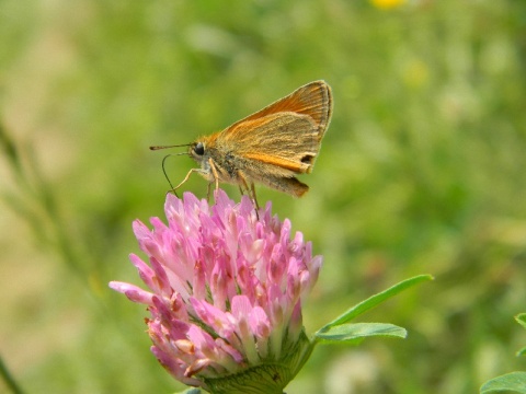 Kliknij na zdjęcie, żeby zobaczyć w pełnych wymiarach