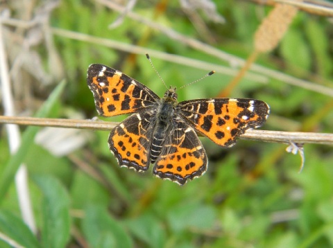 Kliknij na zdjęcie, żeby zobaczyć w pełnych wymiarach