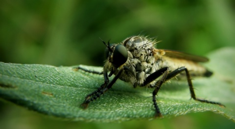 Kliknij na zdjęcie, żeby zobaczyć w pełnych wymiarach