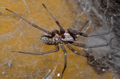 Kliknij na zdjęcie, żeby zobaczyć w pełnych wymiarach