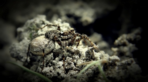 Kliknij na zdjęcie, żeby zobaczyć w pełnych wymiarach