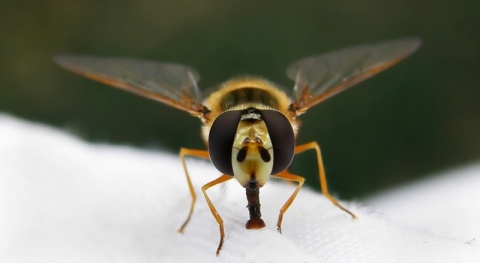 Kliknij na zdjęcie, żeby zobaczyć w pełnych wymiarach