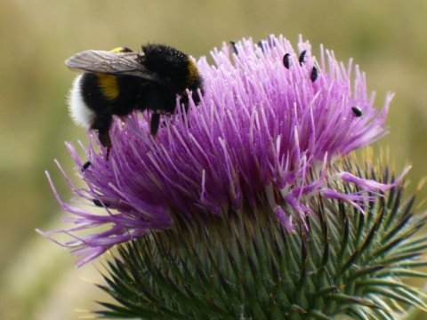 Kliknij na zdjęcie, żeby zobaczyć w pełnych wymiarach