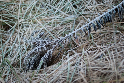 Kliknij na zdjęcie, żeby zobaczyć w pełnych wymiarach