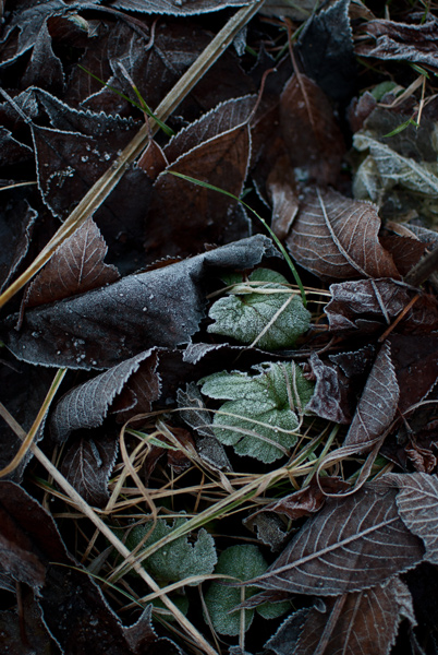 Kliknij na zdjęcie, żeby zobaczyć w pełnych wymiarach