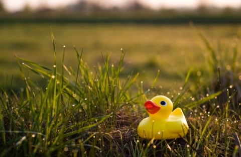 Kliknij na zdjęcie, żeby zobaczyć w pełnych wymiarach