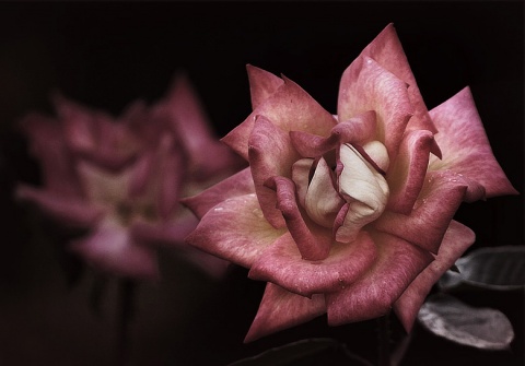 Kliknij na zdjęcie, żeby zobaczyć w pełnych wymiarach