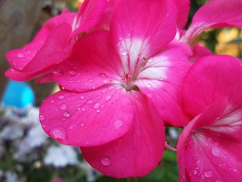 Kliknij na zdjęcie, żeby zobaczyć w pełnych wymiarach