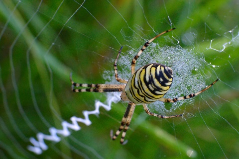 Kliknij na zdjęcie, żeby zobaczyć w pełnych wymiarach