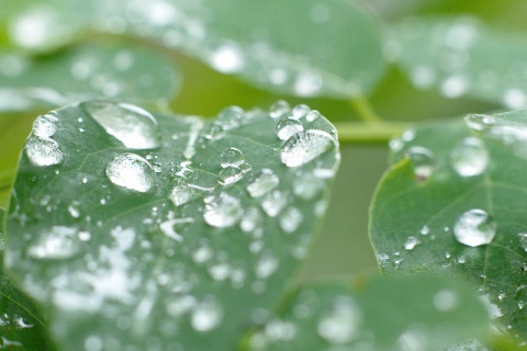 Kliknij na zdjęcie, żeby zobaczyć w pełnych wymiarach