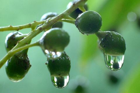 Kliknij na zdjęcie, żeby zobaczyć w pełnych wymiarach
