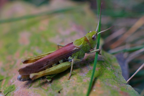 Kliknij na zdjęcie, żeby zobaczyć w pełnych wymiarach