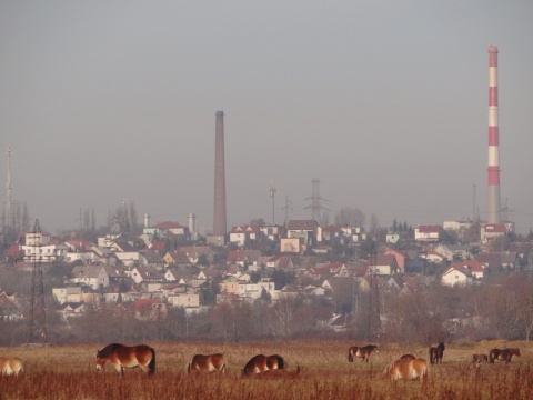 Kliknij na zdjęcie, żeby zobaczyć w pełnych wymiarach