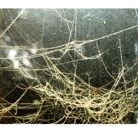 Kliknij na zdjęcie, żeby zobaczyć w pełnych wymiarach