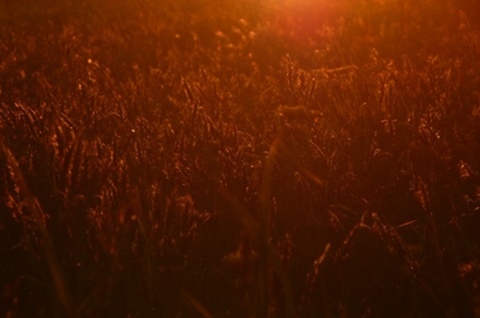 Kliknij na zdjęcie, żeby zobaczyć w pełnych wymiarach