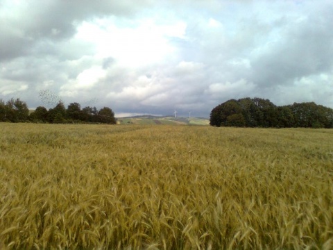 Kliknij na zdjęcie, żeby zobaczyć w pełnych wymiarach