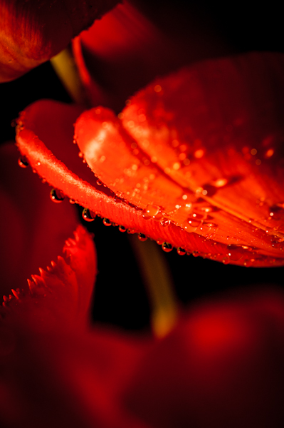 Kliknij na zdjęcie, żeby zobaczyć w pełnych wymiarach