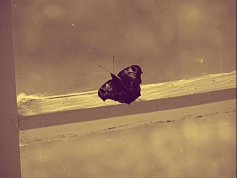 Kliknij na zdjęcie, żeby zobaczyć w pełnych wymiarach