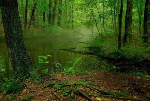 Kliknij na zdjęcie, żeby zobaczyć w pełnych wymiarach