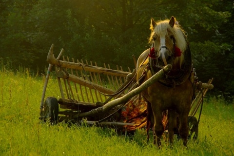 Kliknij na zdjęcie, żeby zobaczyć w pełnych wymiarach