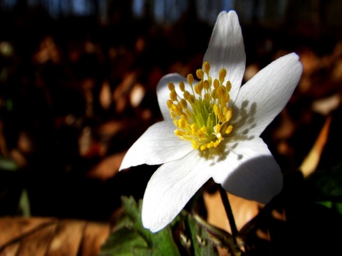Kliknij na zdjęcie, żeby zobaczyć w pełnych wymiarach