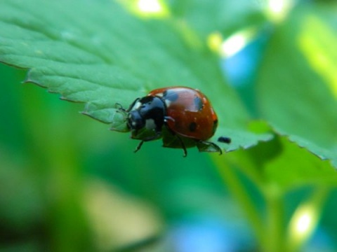 Kliknij na zdjęcie, żeby zobaczyć w pełnych wymiarach