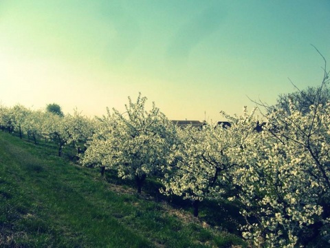 Kliknij na zdjęcie, żeby zobaczyć w pełnych wymiarach