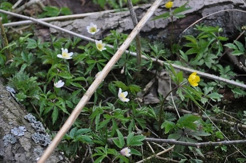 Kliknij na zdjęcie, żeby zobaczyć w pełnych wymiarach