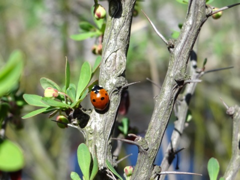 Kliknij na zdjęcie, żeby zobaczyć w pełnych wymiarach