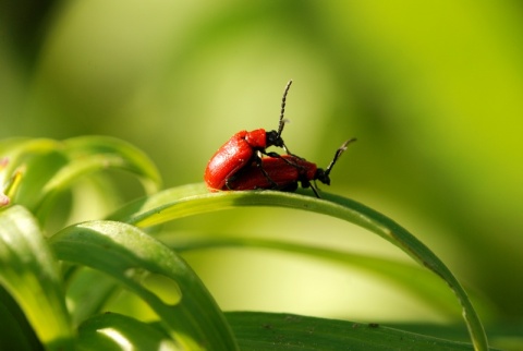Kliknij na zdjęcie, żeby zobaczyć w pełnych wymiarach
