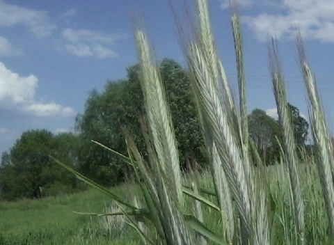 Kliknij na zdjęcie, żeby zobaczyć w pełnych wymiarach