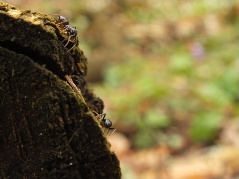 Kliknij na zdjęcie, żeby zobaczyć w pełnych wymiarach