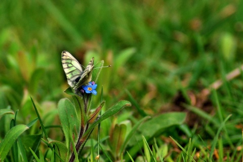 Kliknij na zdjęcie, żeby zobaczyć w pełnych wymiarach