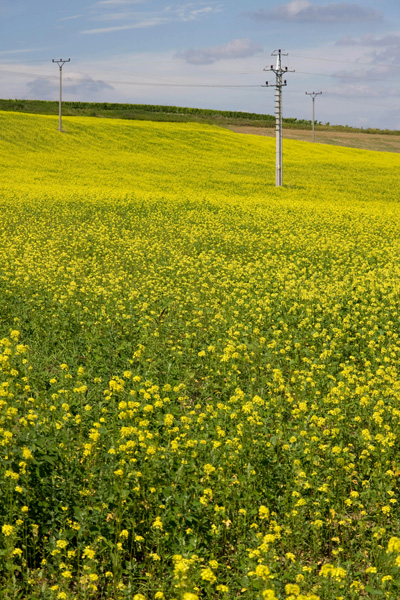 Kliknij na zdjęcie, żeby zobaczyć w pełnych wymiarach