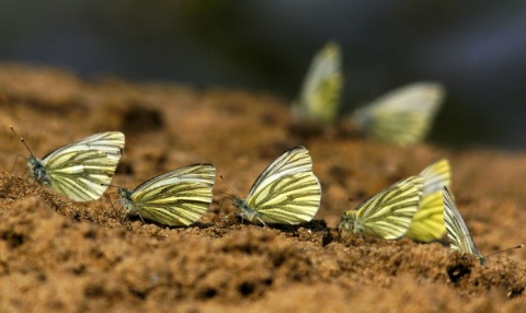Kliknij na zdjęcie, żeby zobaczyć w pełnych wymiarach