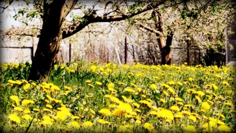 Kliknij na zdjęcie, żeby zobaczyć w pełnych wymiarach