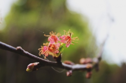 Kliknij na zdjęcie, żeby zobaczyć w pełnych wymiarach