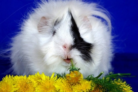 Kliknij na zdjęcie, żeby zobaczyć w pełnych wymiarach