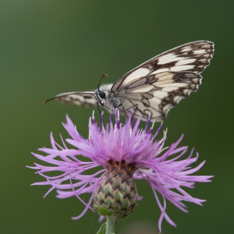 Kliknij na zdjęcie, żeby zobaczyć w pełnych wymiarach
