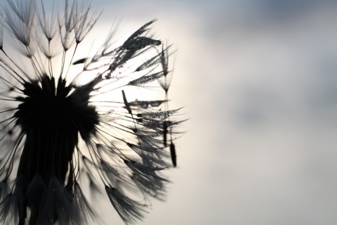 Kliknij na zdjęcie, żeby zobaczyć w pełnych wymiarach