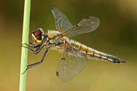 Kliknij na zdjęcie, żeby zobaczyć w pełnych wymiarach